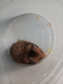hamster syrian 