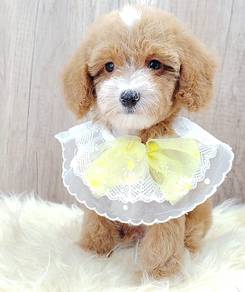 Maltipoo