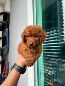 toy poodle 23