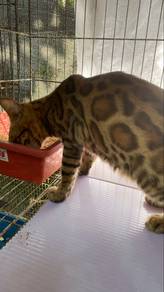 kucing