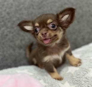 CHIHUAHUA PUPPIES 194🌷Head Apple Bonnie Dog
