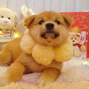 Shiba inu