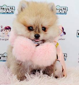 Pomeranian