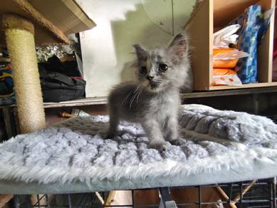 Female Grey - Bsh Mix