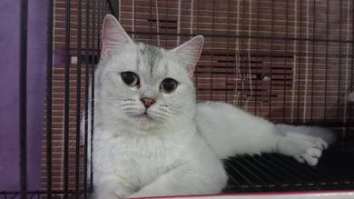 Female Silver BSH Pregnant 