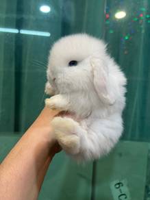 Holland lop