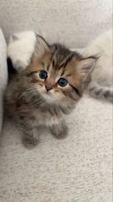 Persian Tabby Mainecoon Kitten