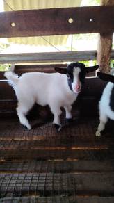 Anak Kambing Pygmy