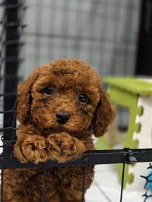 Red toy poodle 