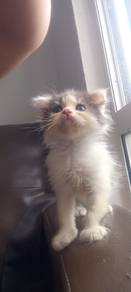 ragdoll mix parsi