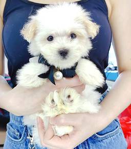 Maltipoo