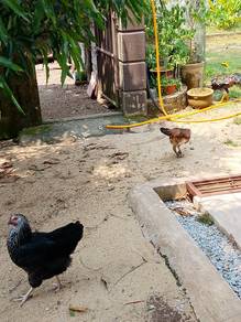 Ayam matang