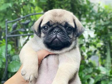 Pug