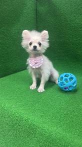 Mini Pomeranian (1kg only) MaleM-293 Dob