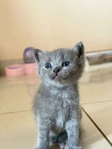 scottish blue male