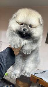 Female pomeranian