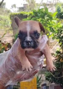 French bull dog brown male