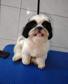 cute panda shihtzu puppy