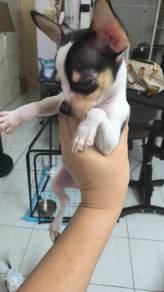 special offer Chihuahua puppy (Male)