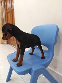 Classic Black&Tan Mini Pinscher Male 0705