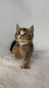 BSH Mix