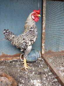 Ayam Modern Game 