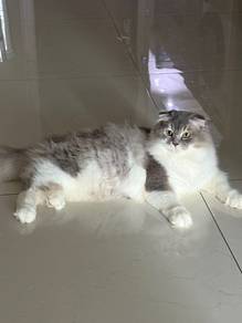 Male BSH + Scottish Fold