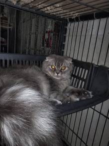 Kucing Scottish Fold untuk di let go