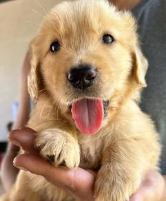 Golden Retriever c