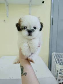 Shih Tzu Male 2