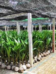 Benih kelapa sgg tulen/kelapa TUA matagf2