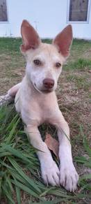 Puppy For Adoption