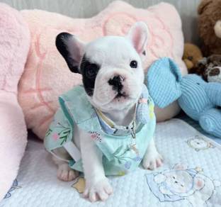 FRENCH BULLDOG PUPPIES 🌻VIP168 Girl