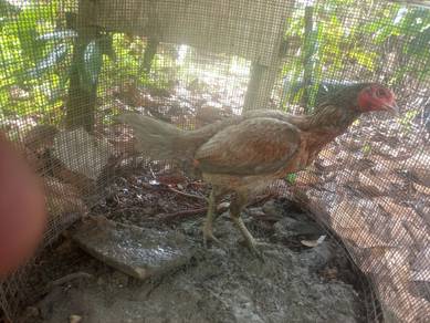 Ayam betina 