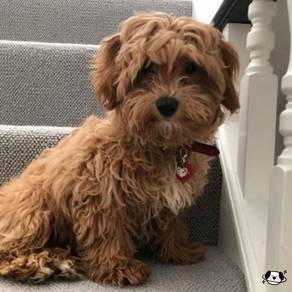 Maltipoo