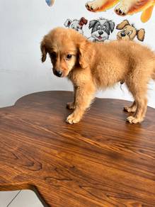 golden doodle—