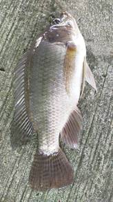 Talapia 