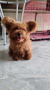 Teacup poodle