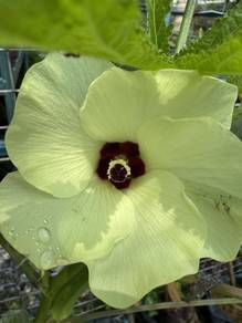 Benih Bendi F1 | Green Okra Lady's Finger Non-GMO