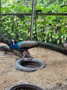 Burung Merak Dewasa Jantan