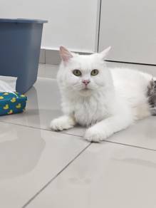 female non std munchkin longhair full white