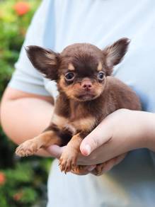 Chihuahua 9