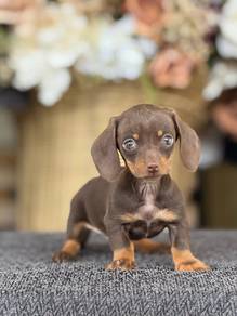 Short got dachshund s