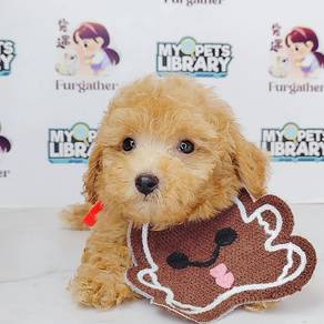 Tiny Toy Poodle