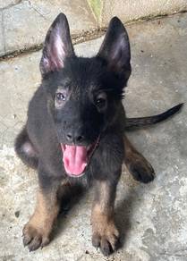 German Shepherd Working Line