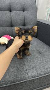 约克夏男
Yorkie yorkshire
Male
