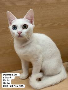 Domestic Short Hair Untuk Dijual !!