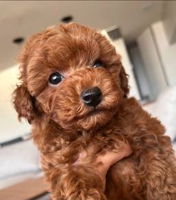 Snugglebug Poodle Little Cute Bear Face Puppy Pupp