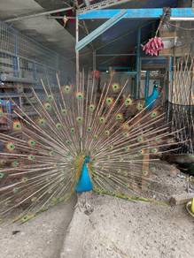 peacocks