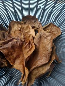 daun ketapang untuk ikan